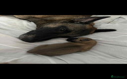 Mixed Breed dogs for sale: Belgian Malinois X Greyhound   - Image 6