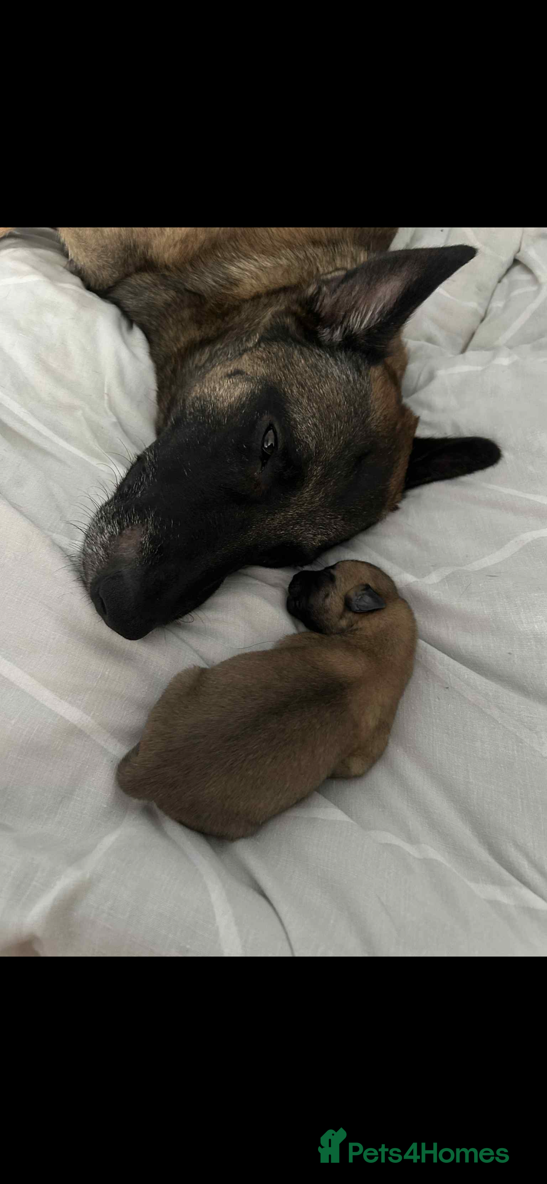 Mixed Breed dogs for sale: Belgian Malinois X Greyhound   - Image 6