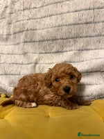 Maltipoo dogs - Advert 1