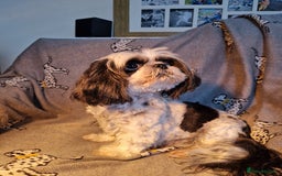 Shih Tzu dogs for sale: Shih Tzu puppies for sale  - Image 8