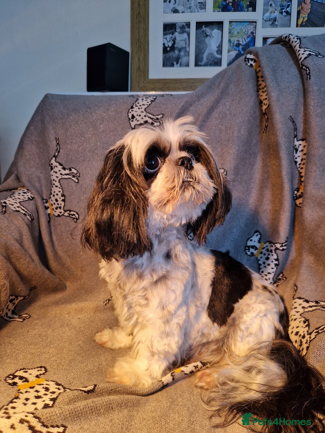Shih Tzu dogs for sale: Shih Tzu puppies for sale  - Image 8
