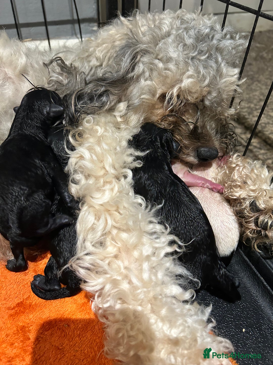 Mixed Breed dogs for sale: Stunning Shihpoo X Sproodle puppies - Image 4