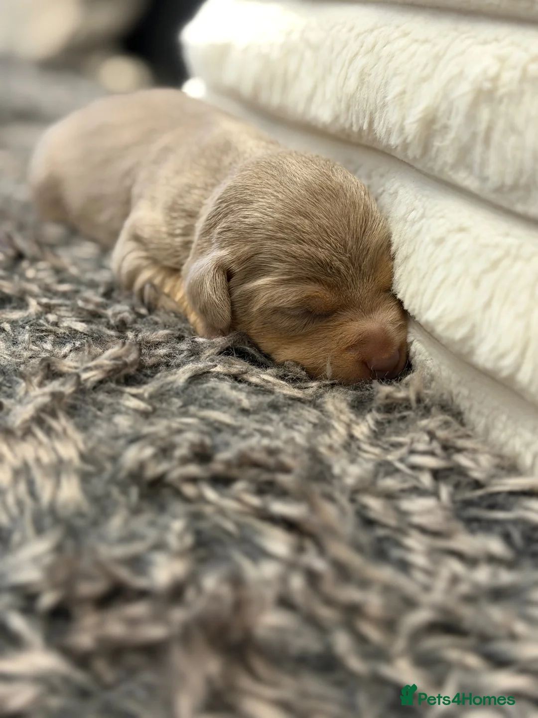 Jack Russell dogs for sale: Health Tested Miniature JR puppies imported lines - Advert 2