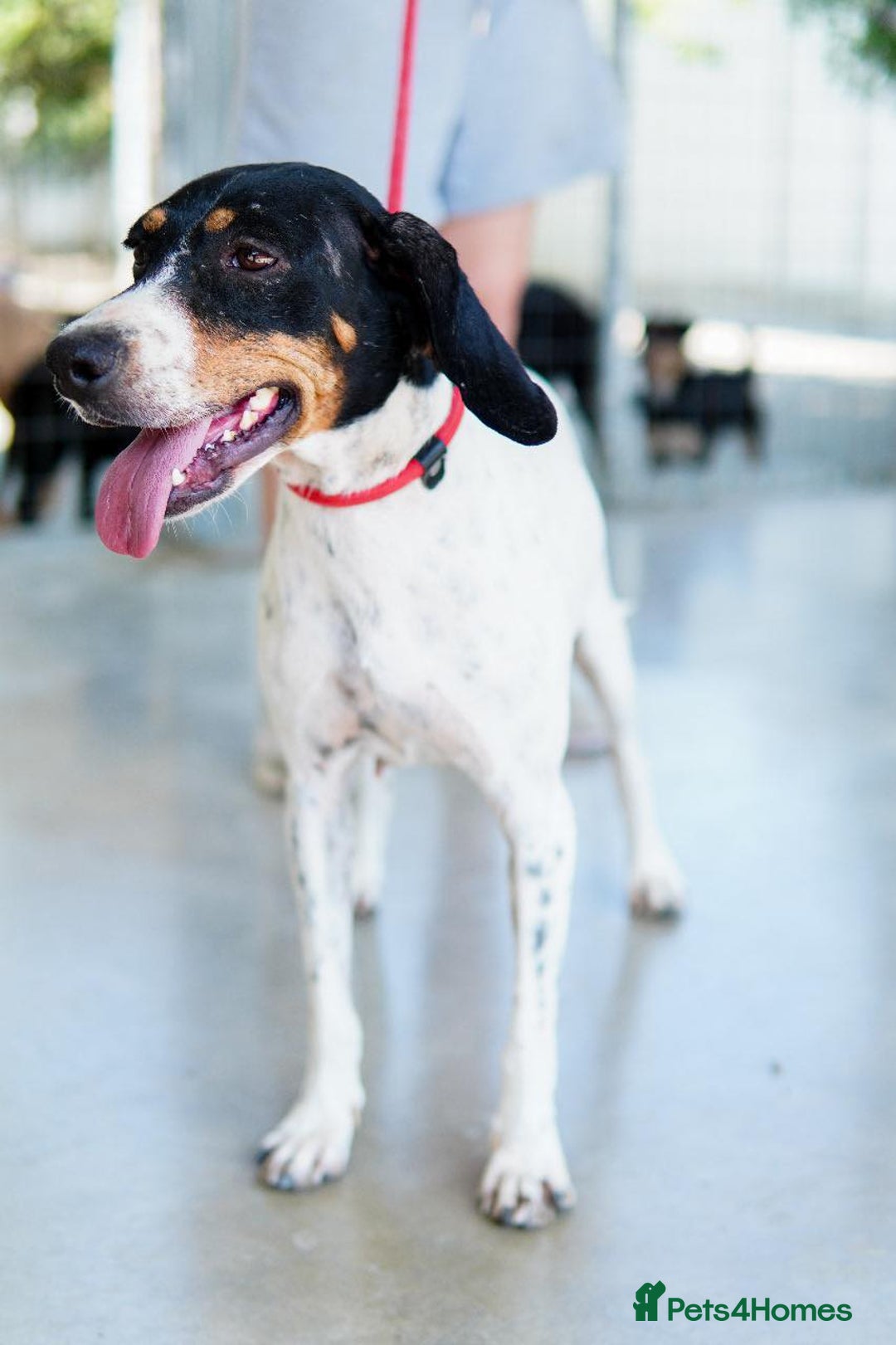 Mixed Breed dogs for adoption: Betty – 3 years old, female, Mixed Breed   - Advert 2