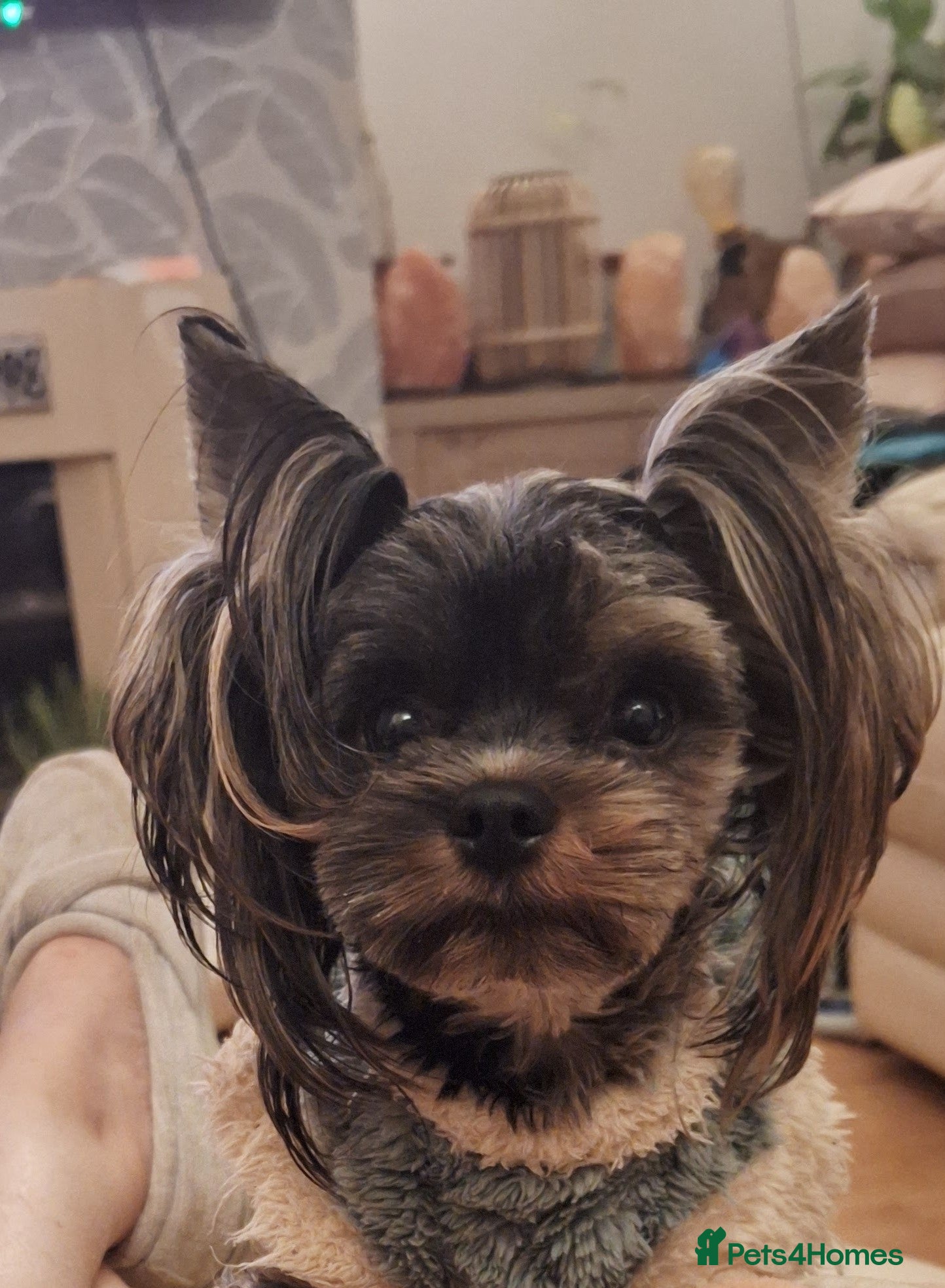 Yorkshire Terrier dogs Tiny Blue Merle Colourful Terrier.  - Advert 2