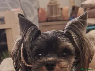 Yorkshire Terrier dogs Tiny Blue Merle Colourful Terrier. - Advert 2