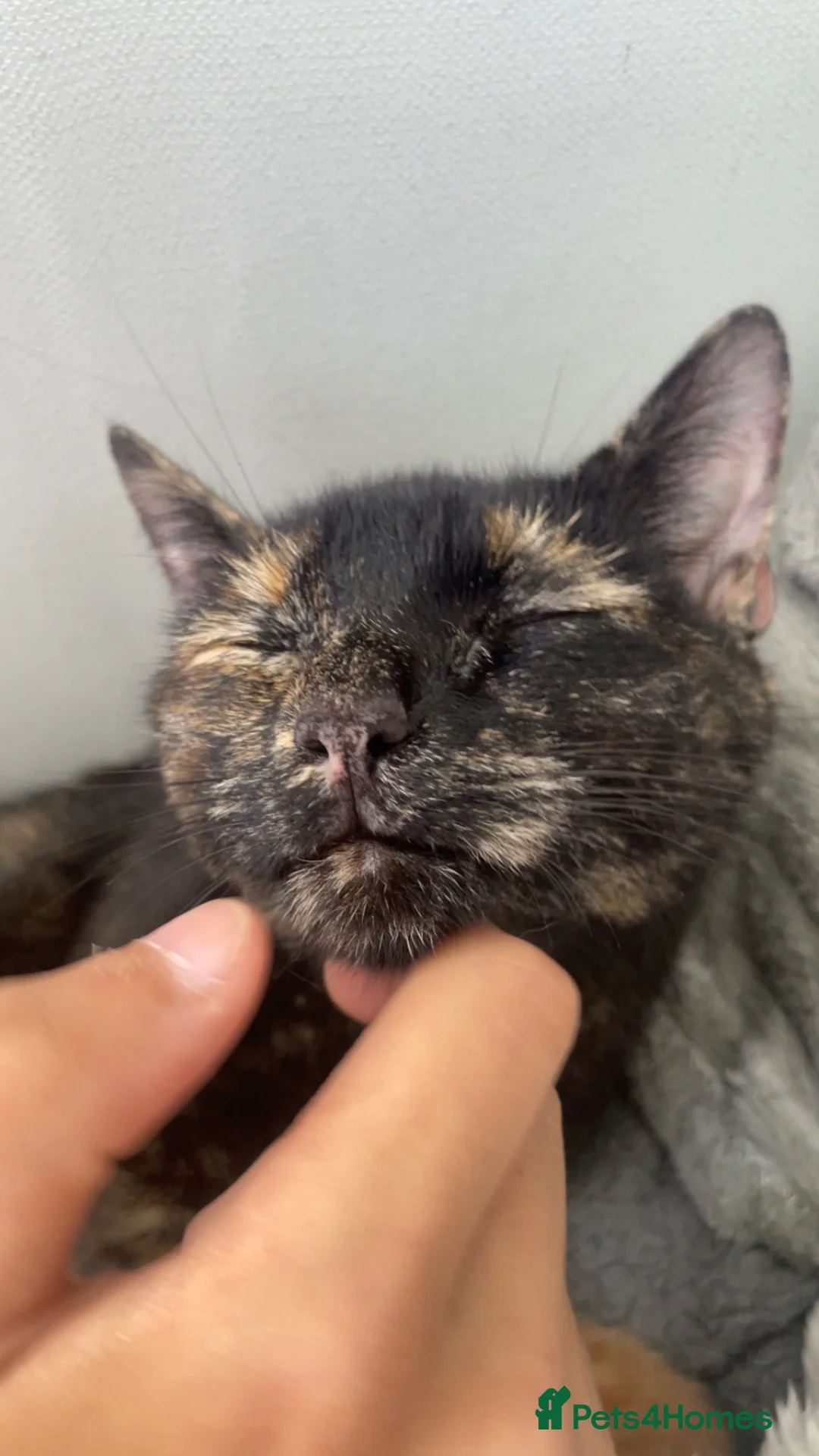 Mixed Breed cats for sale: Beautiful fluffy cuddly kittens for sale!!!  - Advert 5