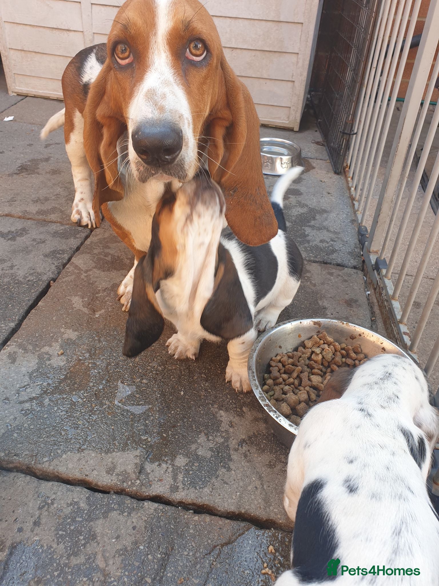 Basset Hound dogs Basset hound pups - Advert 9