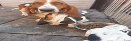 Basset Hound dogs for sale: Basset hound pups - Advert 1