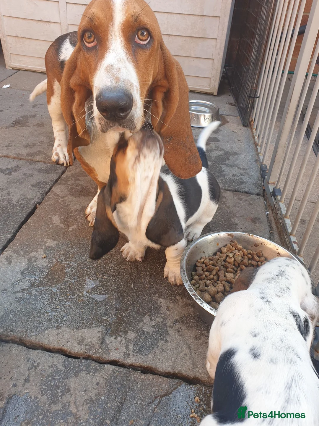 Basset Hound dogs for sale: Basset hound pups - Advert 1