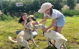 Mixed Breed dogs for adoption: Cheddar - Norwich Norfolk  - Image 11