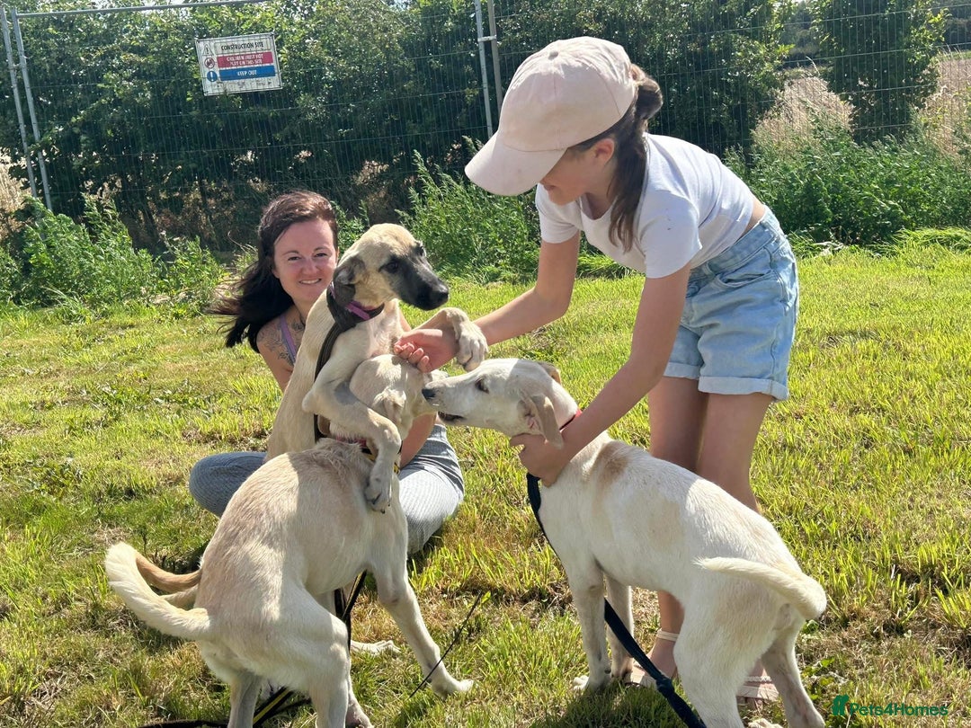 Mixed Breed dogs for adoption: Cheddar - Norwich Norfolk  - Image 11