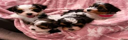 Biewer Terrier dogs for sale: Biewer Yorkshire Terrier Puppies 2 Girls, 2 Boys  - Advert 13