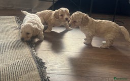 Cockapoo dogs for sale: Stunning lemon and white f1b babies  - Image 8