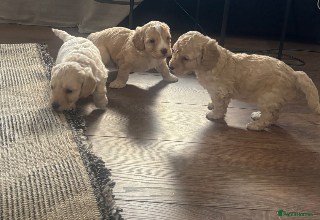 Cockapoo dogs for sale: Stunning lemon and white f1b babies  - Image 8