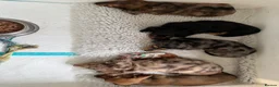 Miniature Dachshund dogs for sale: Quality miniature dachshund puppies  - Advert 6