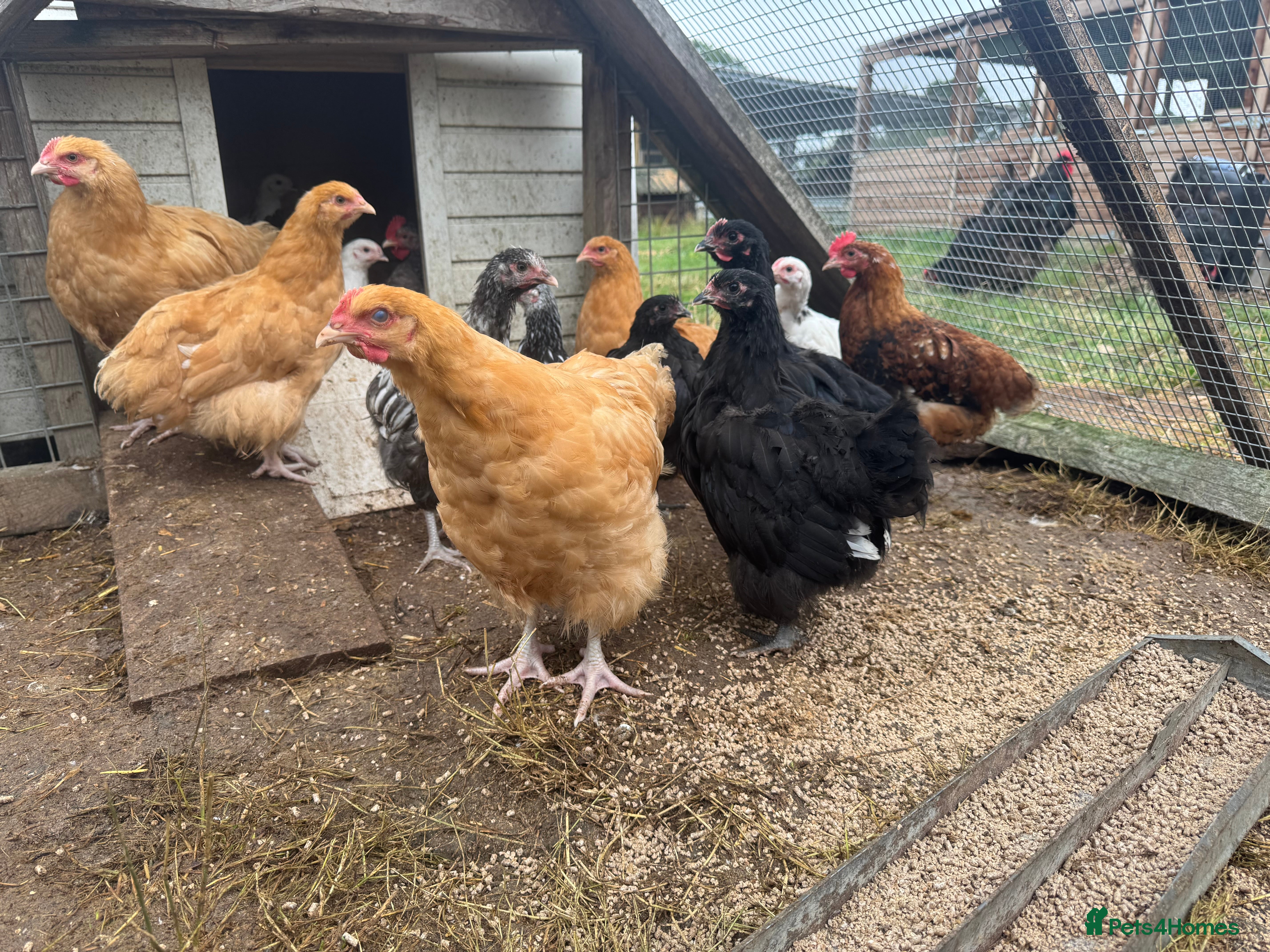 Chickens poultry Trio of Orpington’s Black or buff  - Advert 1