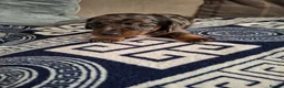 Dachshund dogs for sale: Lovely Litter of 6 Dachshund Puppies  - Advert 21