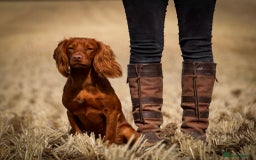 Sprocker dogs for sale: Exceptional working-line puppies for loving homes! - Image 28
