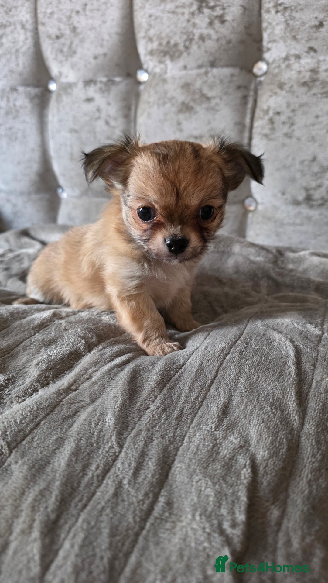 Chihuahua dogs for sale: Tiny Long-Haired Chihuahua Puppies - Image 8