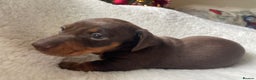 Miniature Dachshund dogs for sale: 🐾❤️ KC Reg Smooth Haired Miniature Dachshunds  - Advert 17