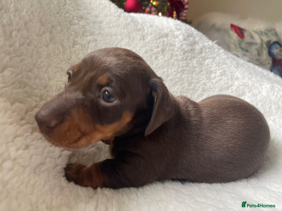 Miniature Dachshund dogs for sale: 🐾❤️ KC Reg Smooth Haired Miniature Dachshunds  - Advert 17