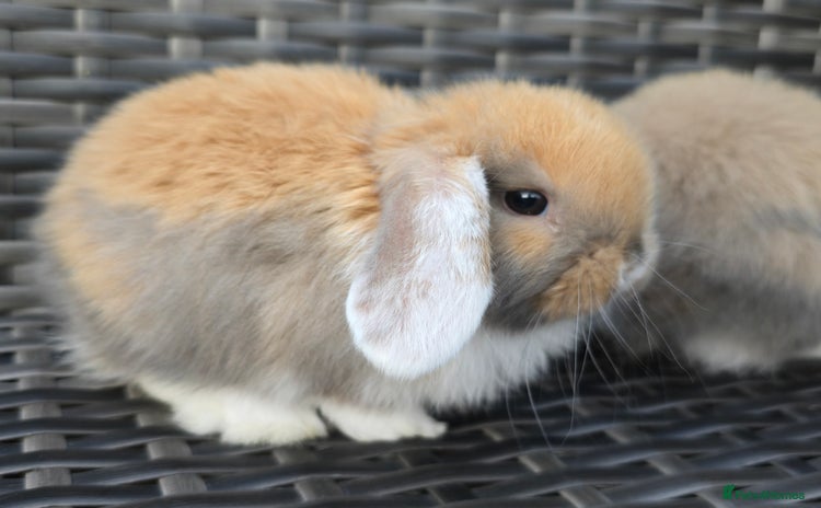 Mini Lop rabbits - Advert 2