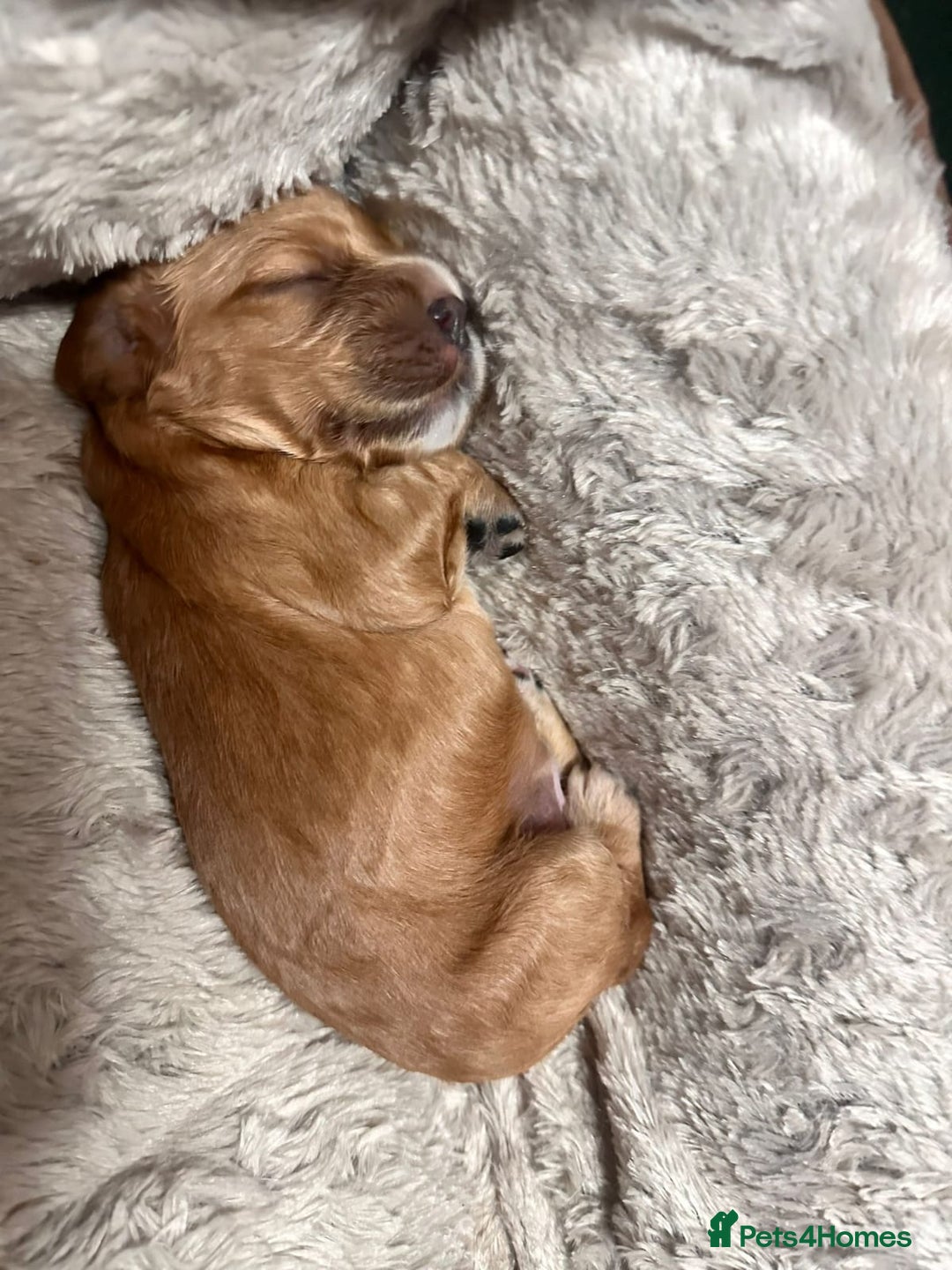 Cocker Spaniel dogs for sale: Beautiful cocker spaniel puppies - Image 4