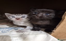 Savannah cats for sale: Gorgeous f5 kittens  - Image 6
