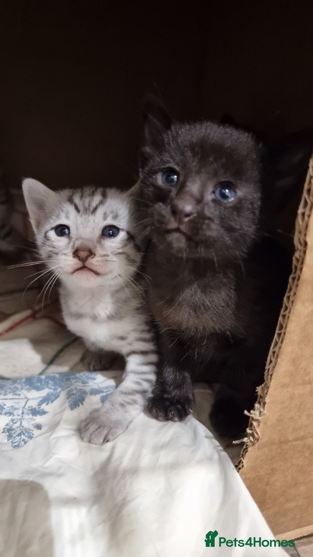 Savannah cats for sale: Gorgeous f5 kittens  - Image 6
