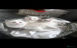 Ragdoll cats for sale: Ragdoll Kittens  - Advert 1