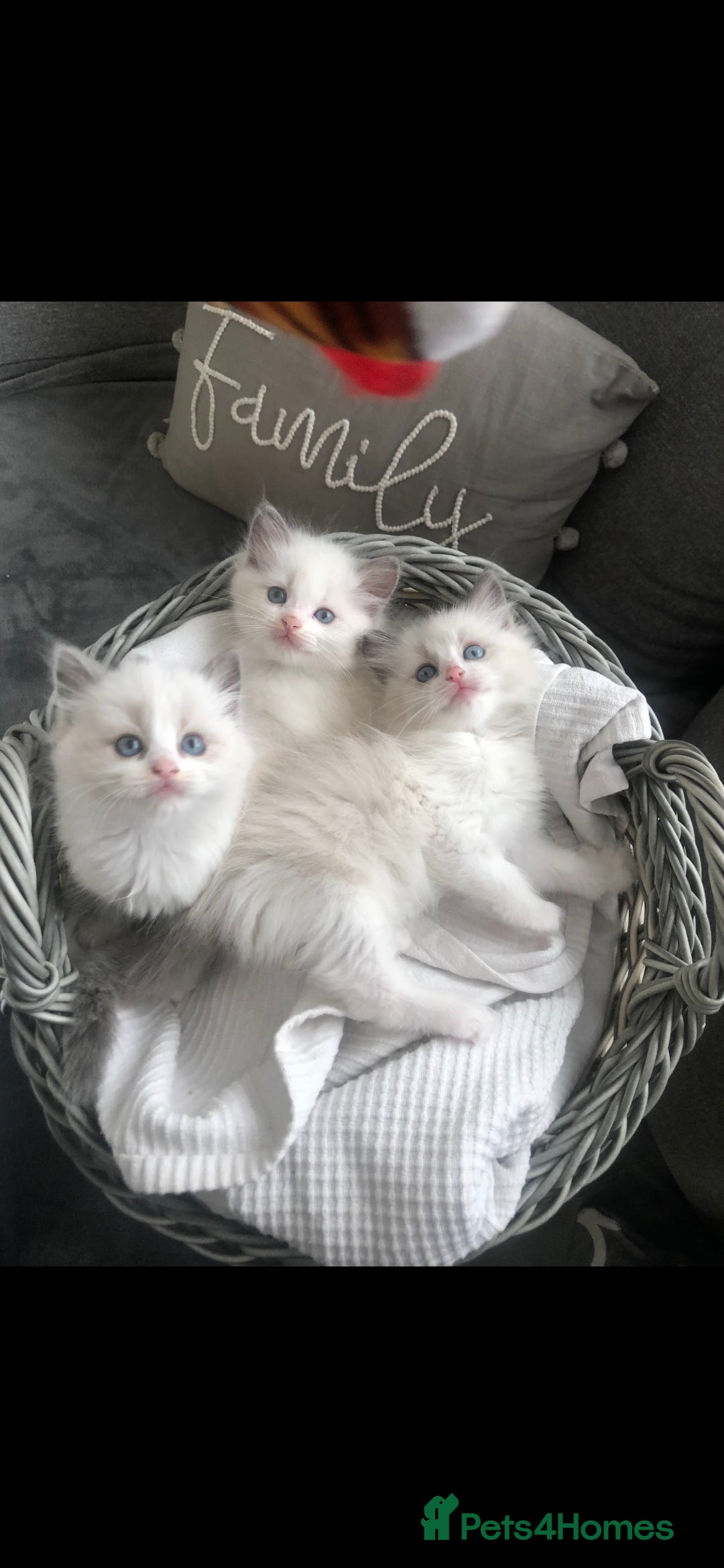 Ragdoll cats for sale: Ragdoll Kittens  - Advert 1