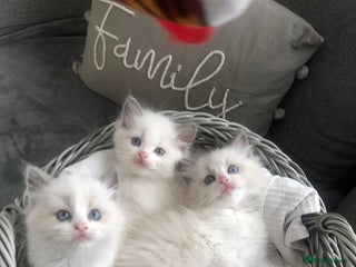 Ragdoll cats Ragdoll Kittens - Advert 3