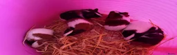 Guinea Pig rodents for sale: Males and females guinea pigs  - Advert 2