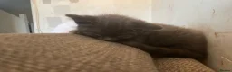 Mixed Breed cats for sale: Female grey kitten  - Advert 4