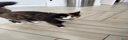 Mixed Breed cats for sale: 3 Playful & Sociable Ginger Kittens   - Advert 14