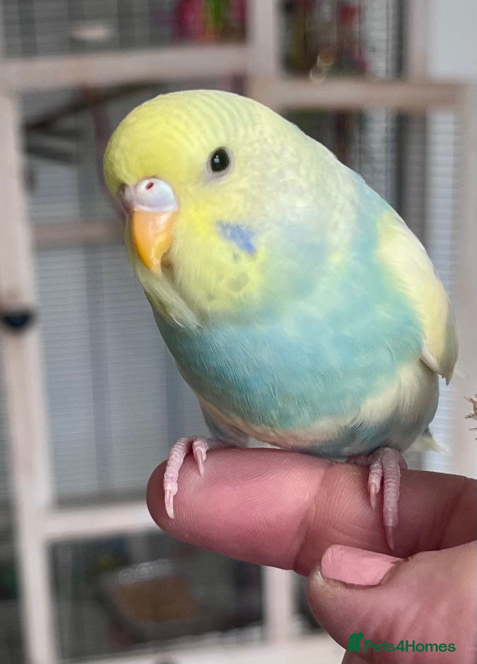 Budgerigars birds Beautiful Baby Budgies in Portsmouth - Advert 18