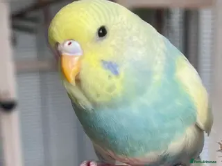 Budgerigars birds Beautiful Baby Budgies in Portsmouth - Advert 18