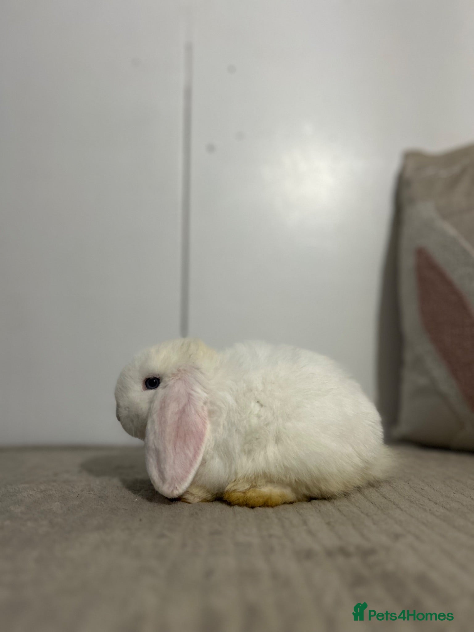 Mini Lop rabbits READY TO LEAVE - Advert 1