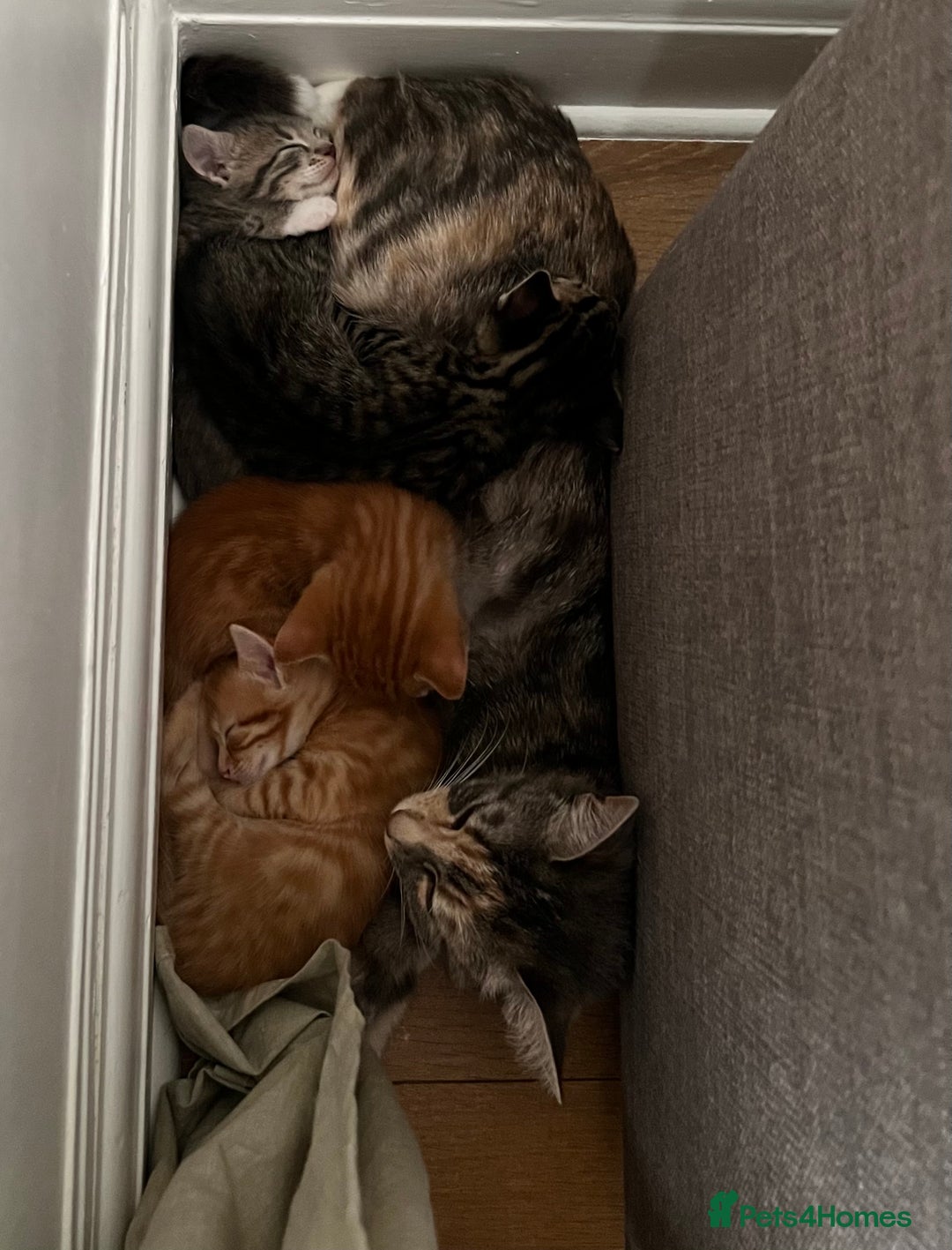 British Shorthair cats for sale: 4 British Short hair kittens for sale - Image 6