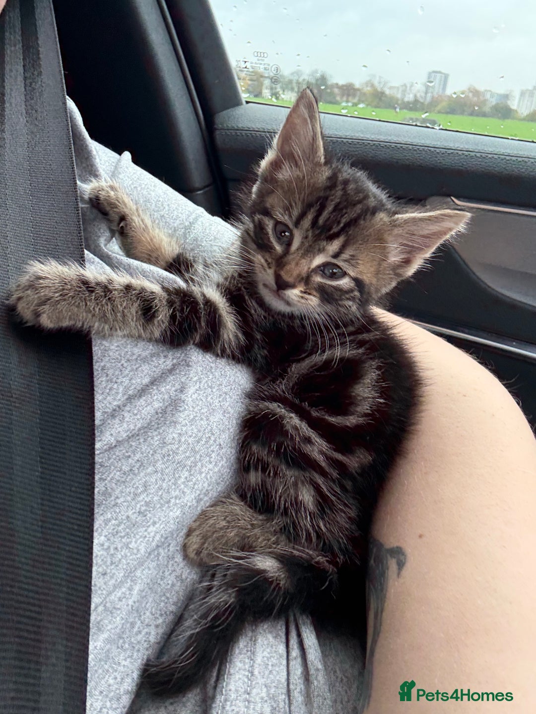 British Shorthair cats for sale: Tabby kitten - Advert 8