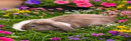 Mixed Breed rabbits for sale: A litter of 4 Holland Lop / Mini Lop Bunny’s  in Bognor Regis - Advert 2