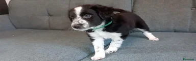 Mixed Breed 3