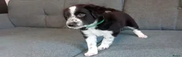 Mixed Breed dogs for sale: Dollie x Long Haired Border Collie Puppies  in Campbeltown - Advert 33