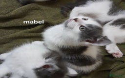 Siamese cats for sale: Bi colour blue and white kittens - Image 9