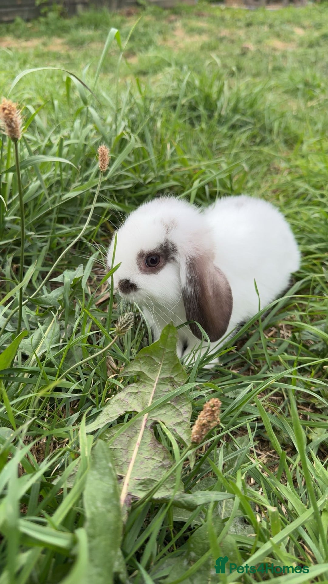 Mini Lop rabbits for sale: Stunning mini lop baby  - Image 5