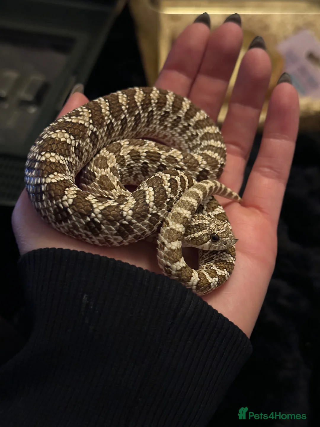 Snake reptiles for sale: Western hognose - Toffee  in Weston-super-Mare - Advert 2