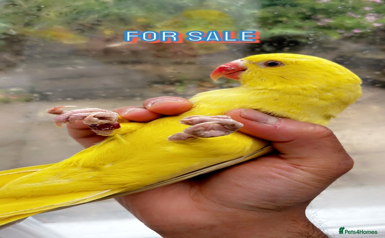 Budgerigars birds - Advert 1