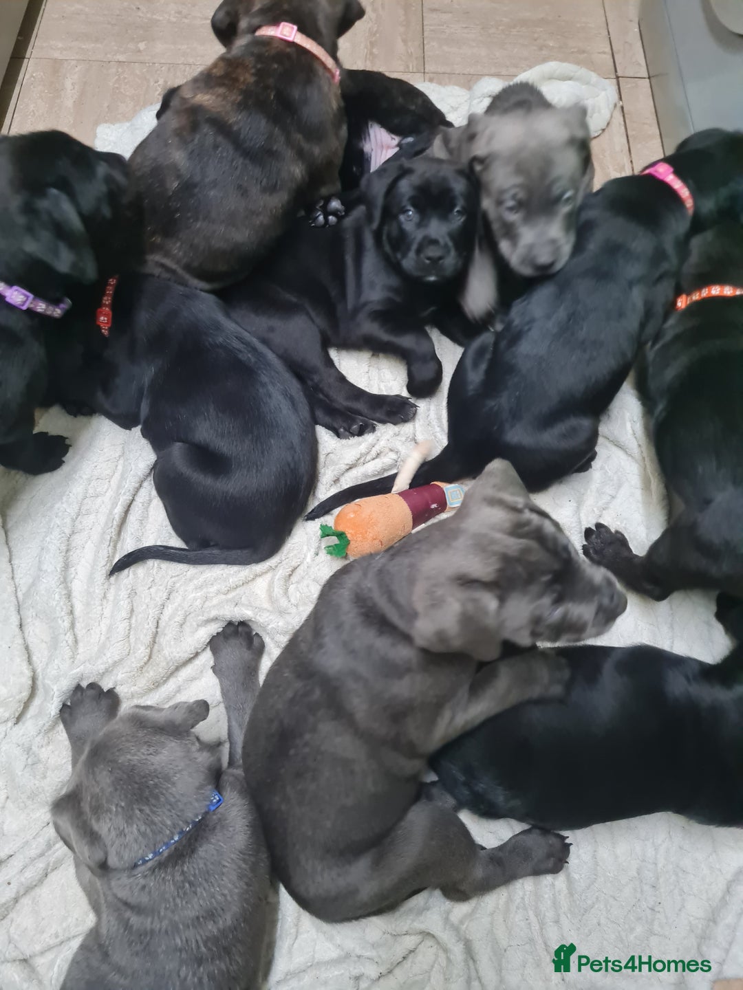 Mixed Breed dogs for sale: Presa canario - Advert 17