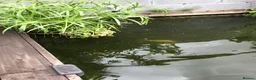 Koi Carp fish for sale: Koi Carp & Chargoi Fingerlings Approx 1"- 1.5" £3 in Newcastle - Advert 5